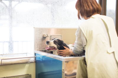 動物病院で犬のシャンプー風景